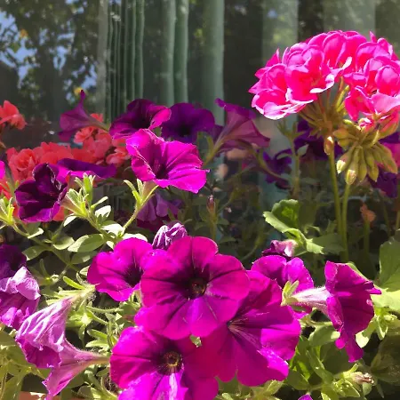 Black Sea House Πανσιόν