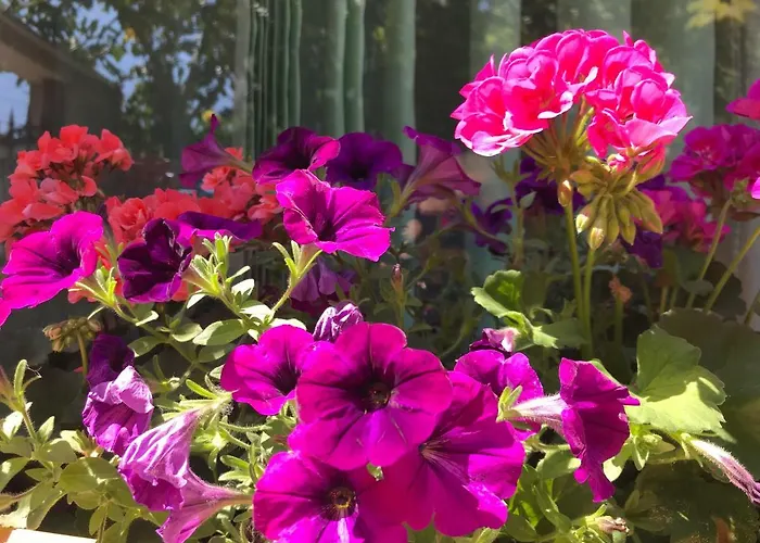 Black Sea House ゲストハウス