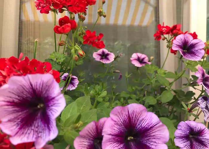 Black Sea House ゲストハウス 3*